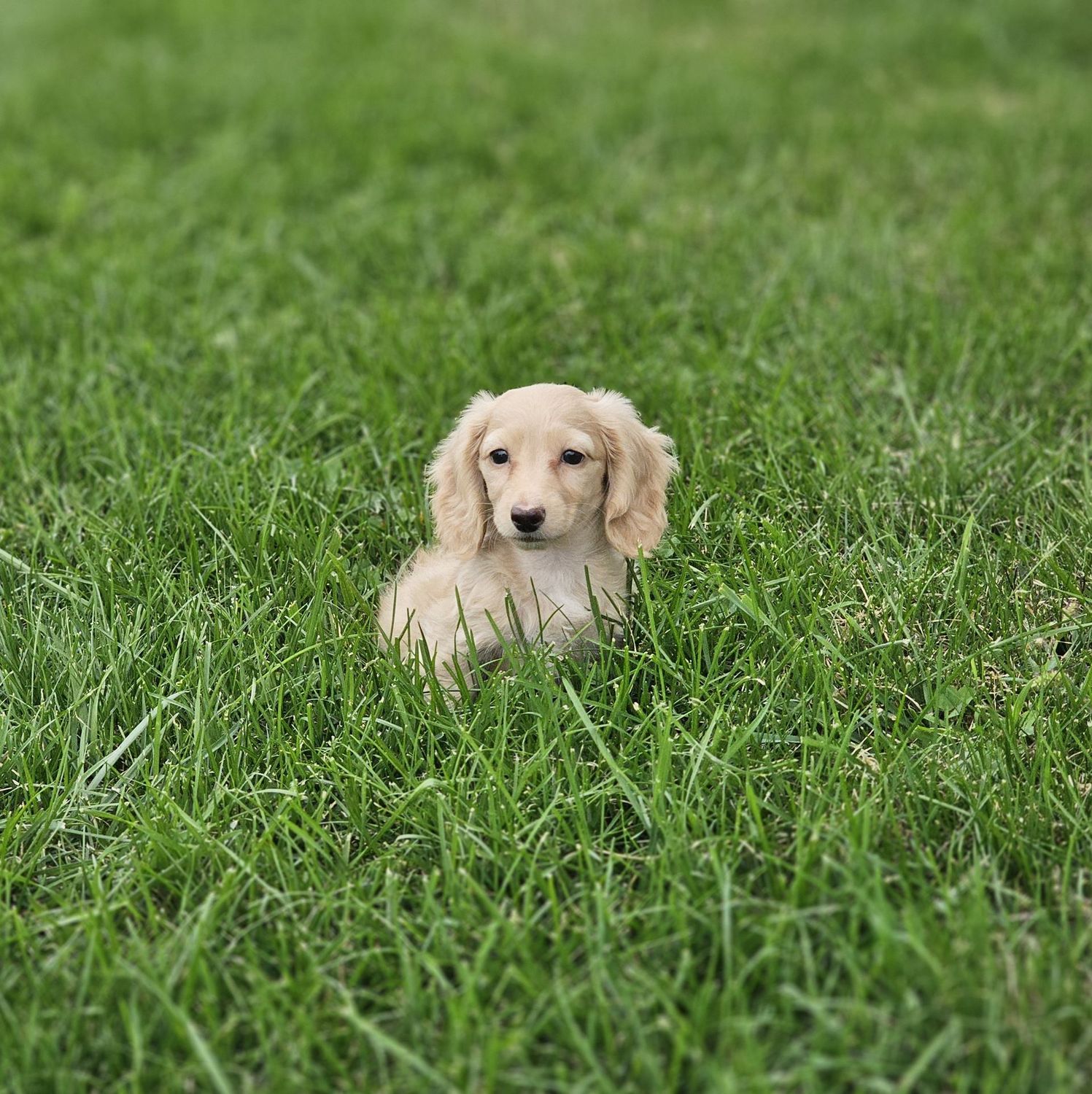 Zola