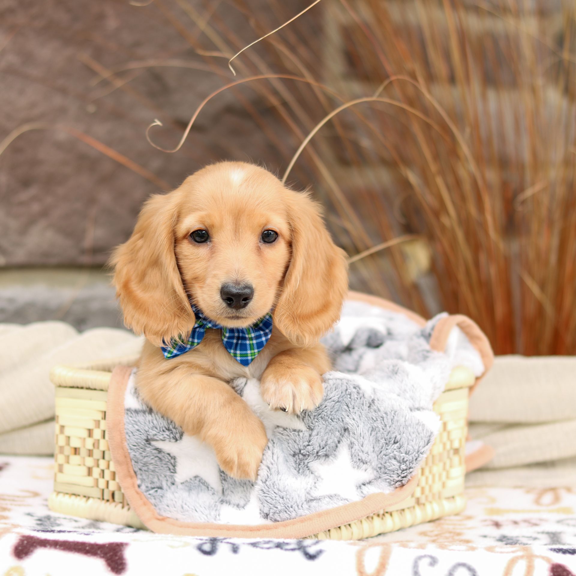 Bentley