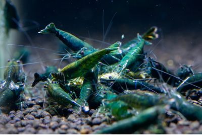 FW-Inverts
