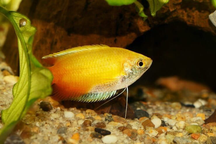 GOURAMI, HONEY SUNSET