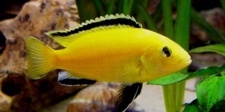 LABIDOCHROMIS, YELLOW (LRG)