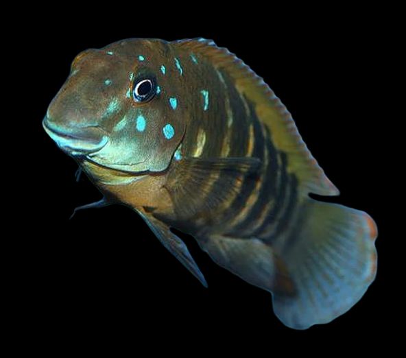 ERETMODUS CYANOSTICTUS CONGO