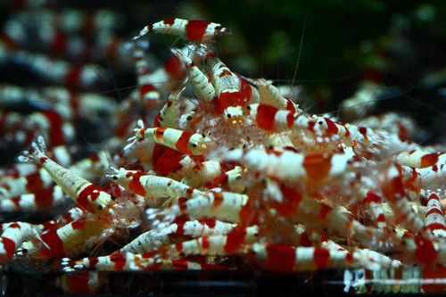 SHRIMP, CRYSTAL RED