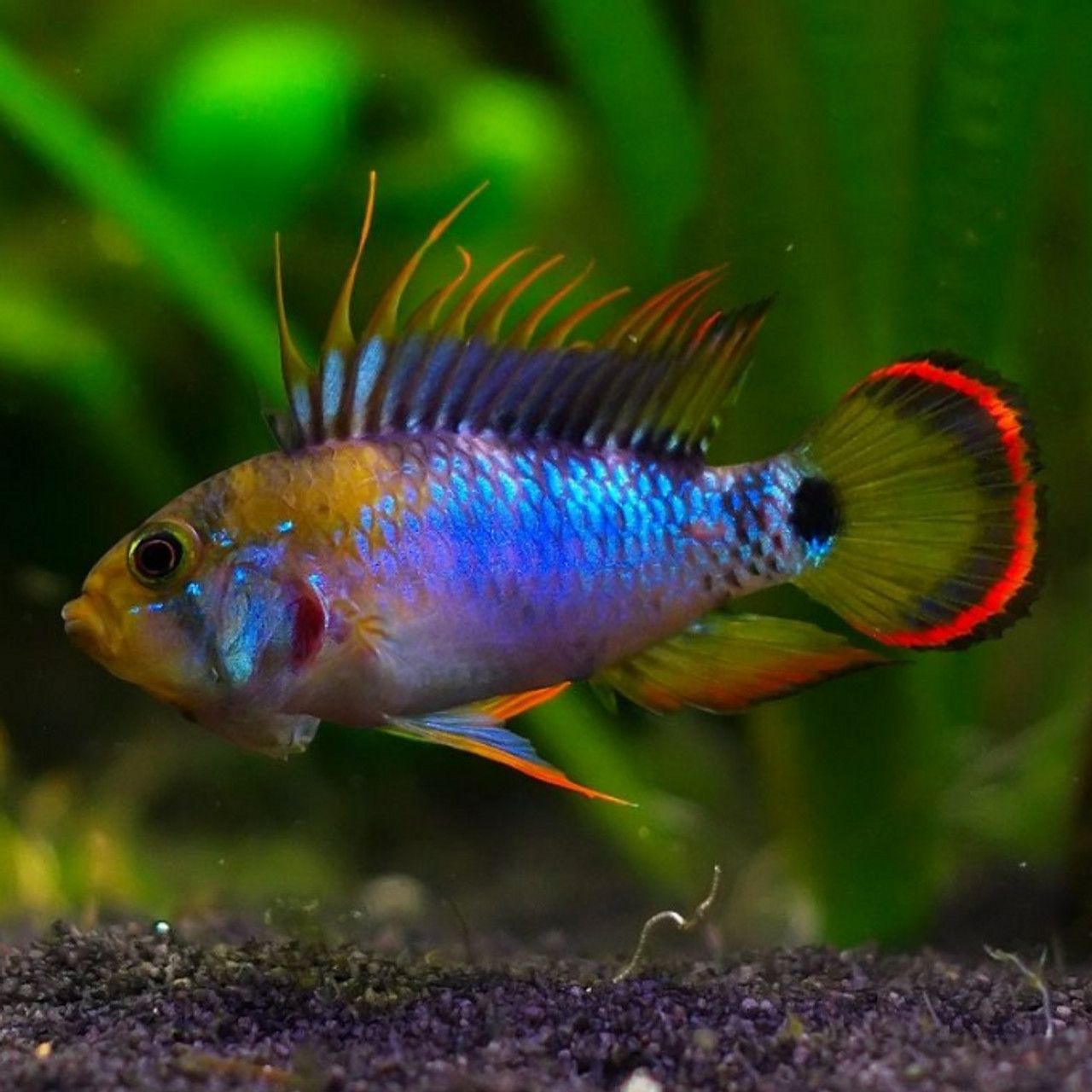 APISTOGRAMMA, BAENSCHI INKA