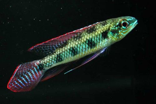 CICHLID, DICROSSUS MACULATUS