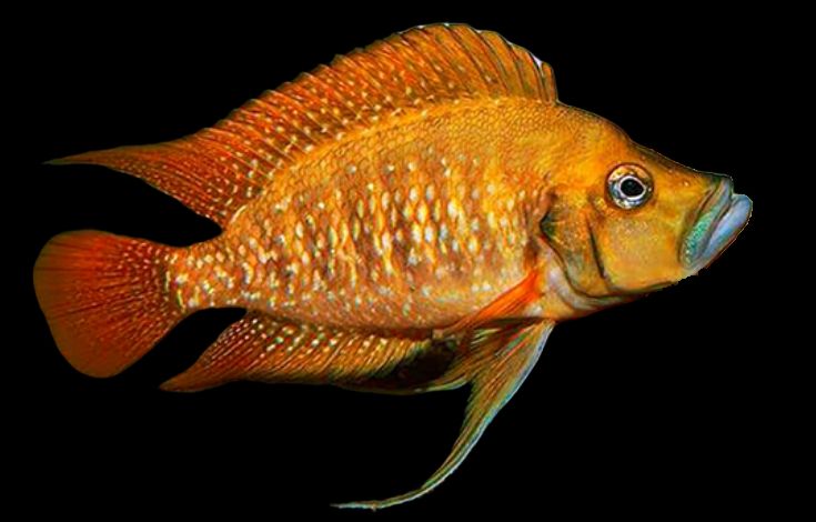 COMPRESSICEPS, KAGUNGA