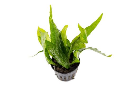 Live Plants, Java Fern