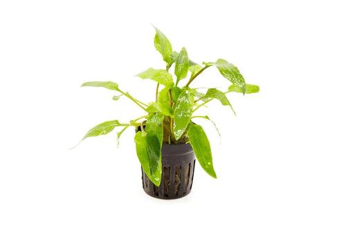 Live Plants, Crypt Wendtii Green