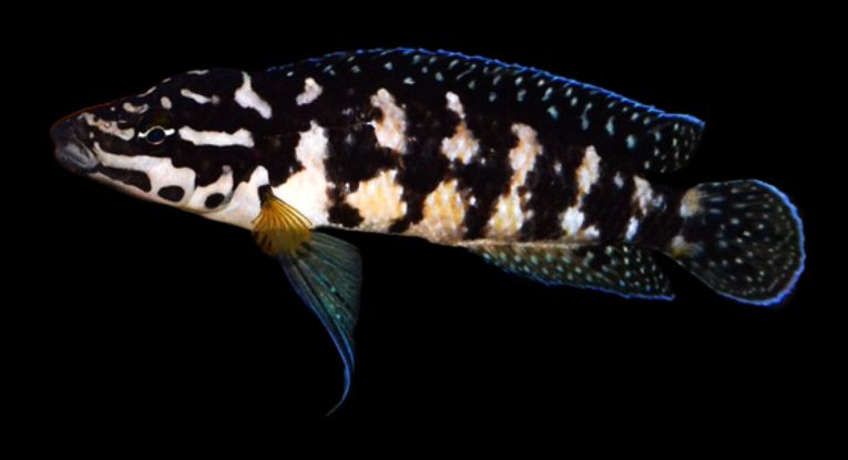 J. Transcriptus "Gombi"