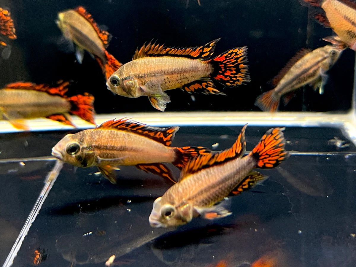 APISTOGRAMMA CACATUOIDES, SUPER RED