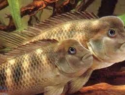 CICHLID, BUFFALO HEAD