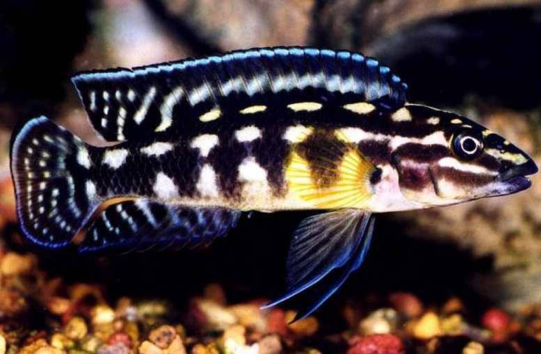 JULIDOCHROMIS MARLIERI