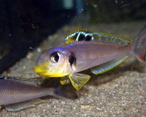 XENOTILAPIA BATHYPHILUS KEKESE