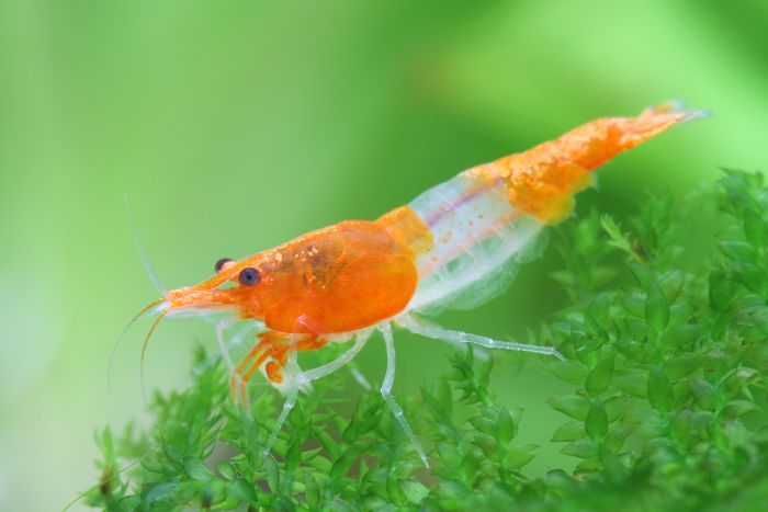 SHRIMP, ORANGE RILI