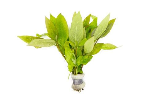 LIVE PLANTS, HYGROPHILA CORYMBOSA "Parawitota"