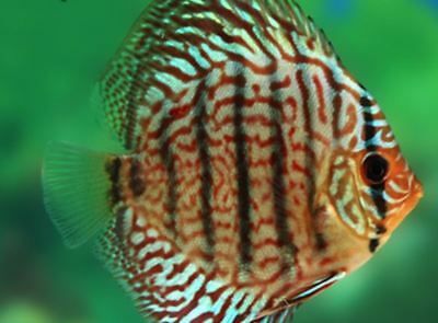 DISCUS, RED TURQUOISE