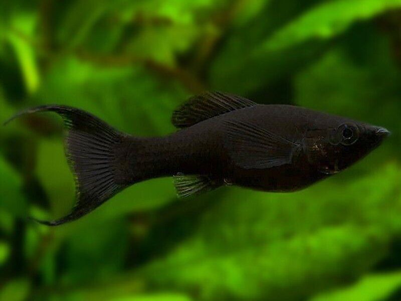 MOLLY, BLACK LYRETAIL