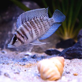 ALTOLAMPROLOGUS CALVUS, WHITE WI