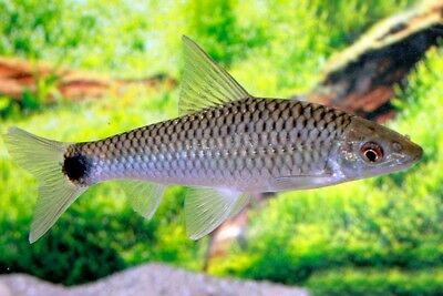 RETICULATED SIAMESE ALGAE EATER