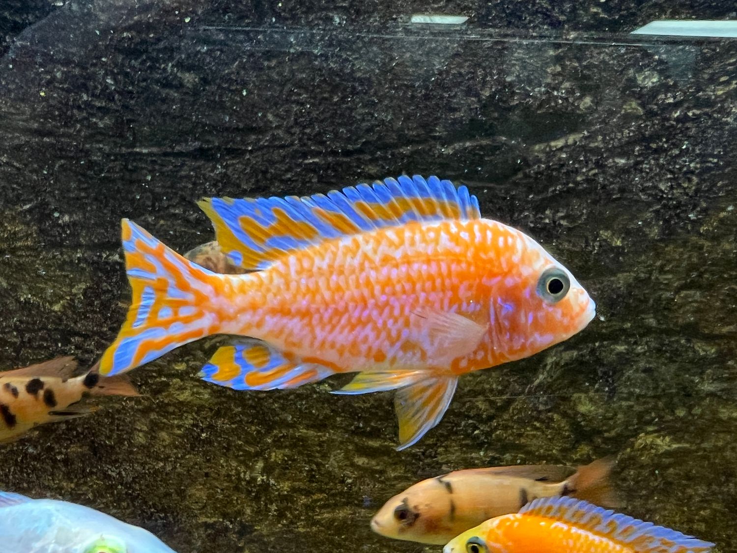 AULONOCARA, "FIRE PEACOCK" (IMPORT)