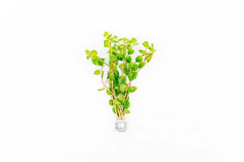 LIVE PLANTS, Rotala Rotundifolia Orange Juice