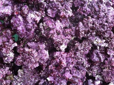 Live Rock - Mixed Sizes - (price/lb.)