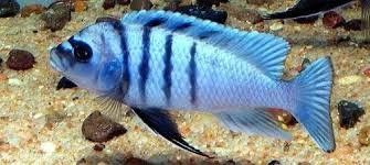 AFRA, WHITE TOP HARA