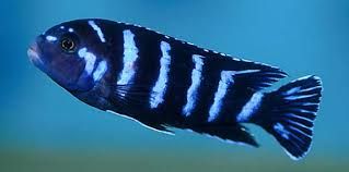 CICHLID, DEMASONI