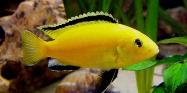 LABIDOCHROMIS, YELLOW
