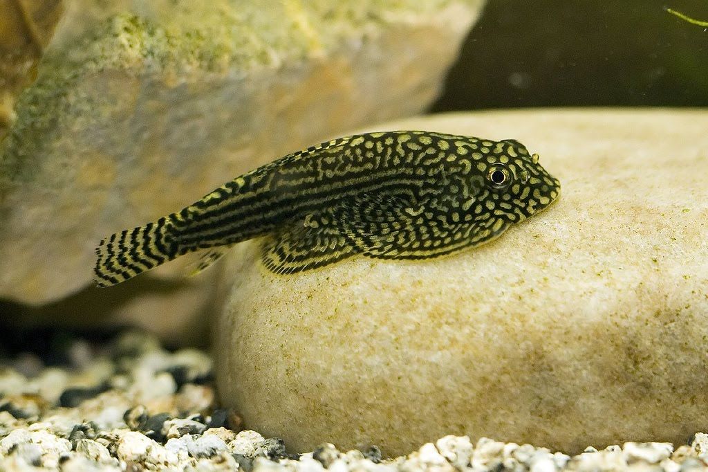 LOACH, RETICULATED HILLSTREAM ,