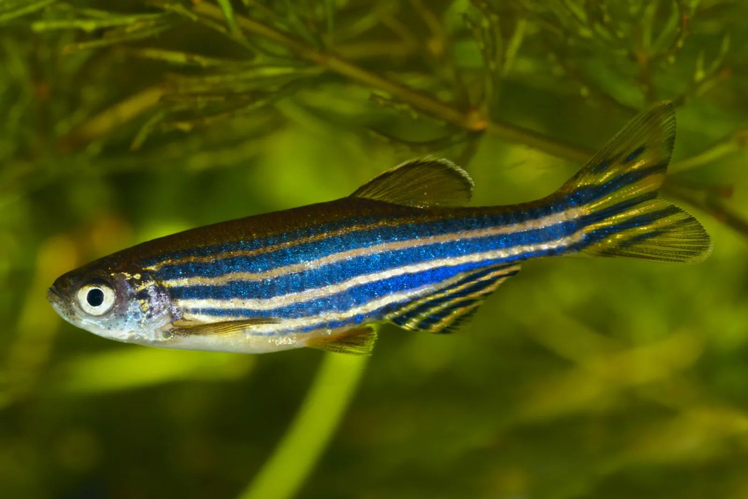 DANIO, ZEBRA