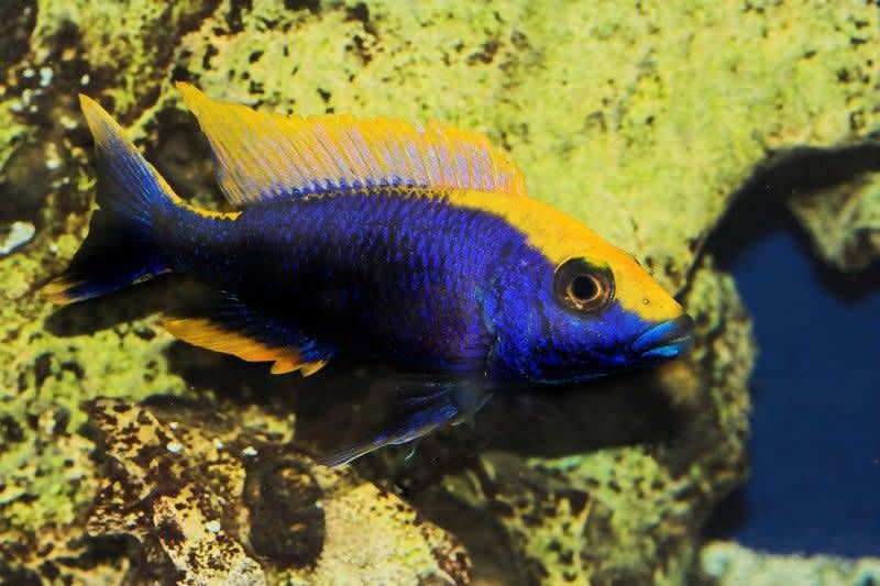 OTOPHARYNX LITHOBATES, YELLOW BLAZE-MED