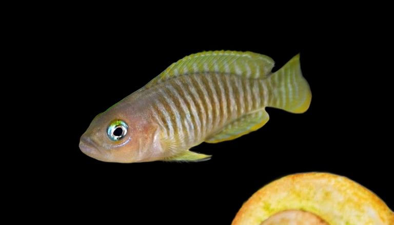 NEOLAMPROLOGUS MULTIFASCIATUS