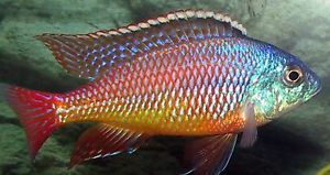 CICHLID, RED EMPRESS (IMPORT)