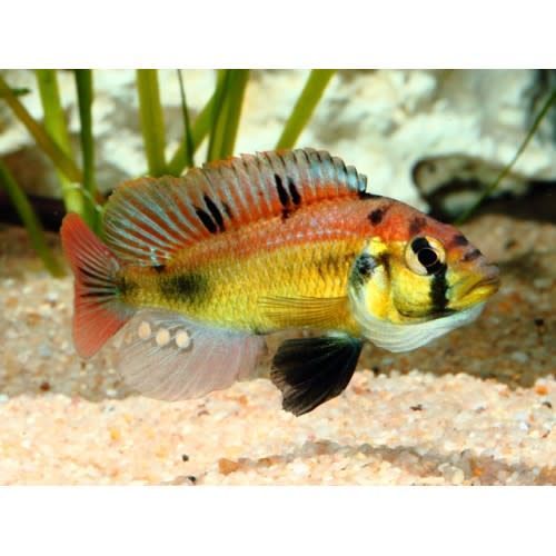 ASTATOTILAPIA ANEOCOLOR "YELLOW BELLY"