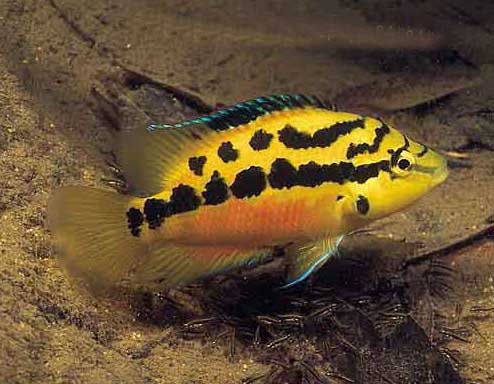 CICHLID, SALVINI