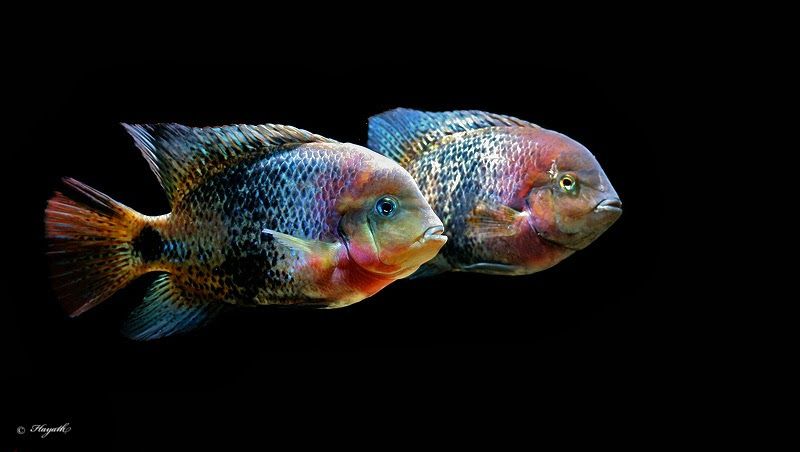 CICHLID, VIEJA SYNSPILUM "BELIZE" F1