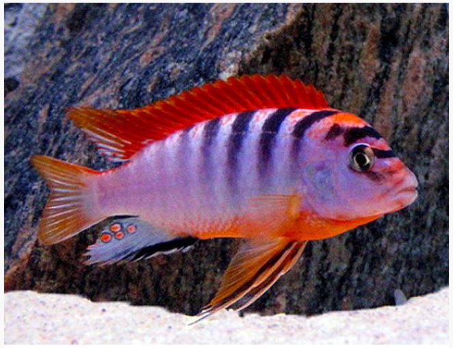 LABIDOCHROMIS SP. HONGI RED TOP, TRIO