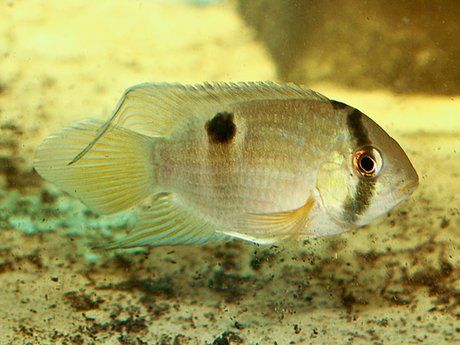 CICHLID, KEYHOLE