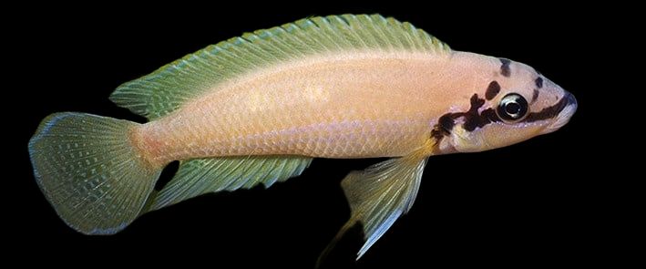 Chalinochromis Brichardi