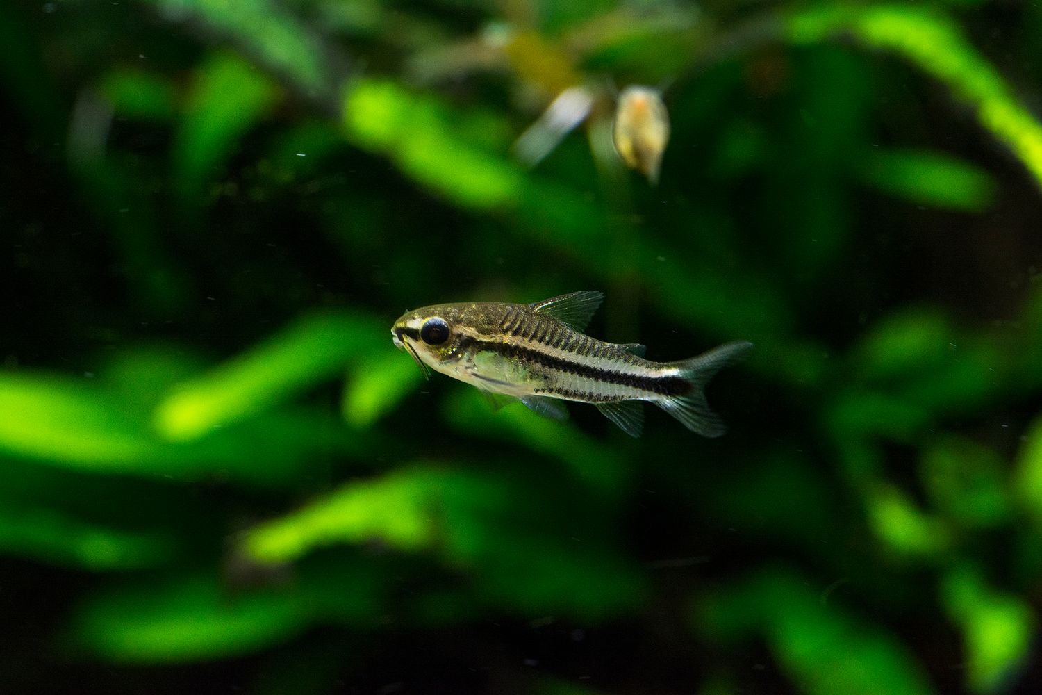 CORYDORAS PYGMAEUS, PYGMY CORY - TR