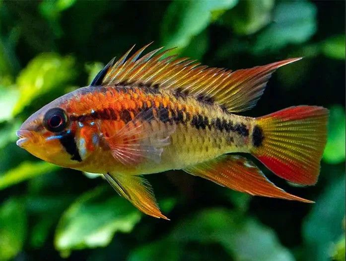 APISTOGRAMMA MACMASTERI, RED NECK