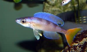 CYPRICHROMIS LEPTOSOMA, UTINTA