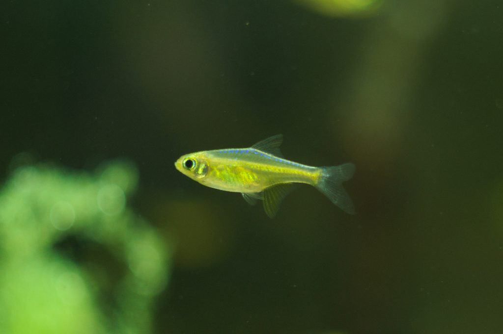 RASBORA, MICRODEVARIO KUBOTAI - NEON GREEN RASBORA