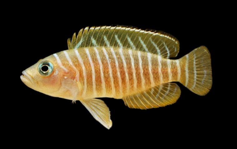 NEOLAMPROLOGUS SIMILIS