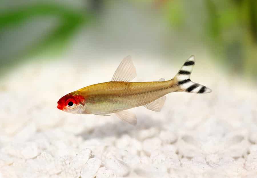 TETRA, RUMMYNOSE