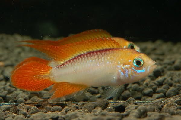 APISTOGRAMMA, AGASSIZI FIRE RED