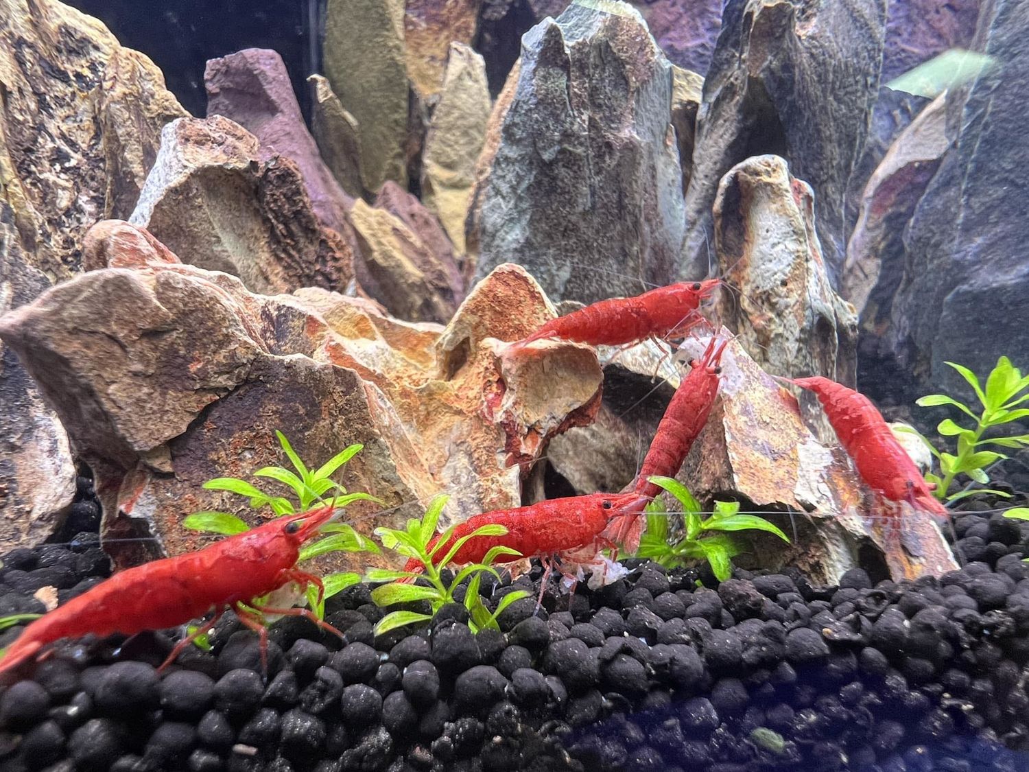 Bloody Mary Shrimp