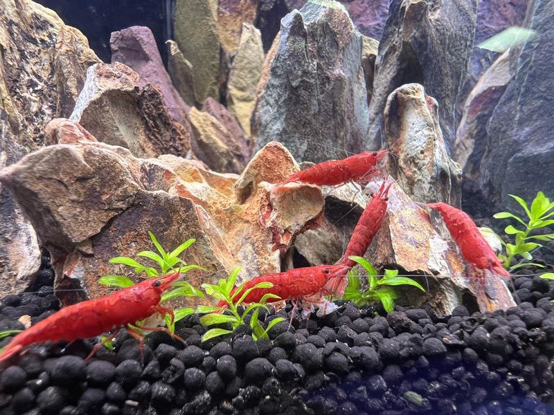 Bloody Mary Shrimp