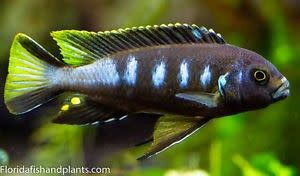 CICHLID, ELONGATUS CHEWERE